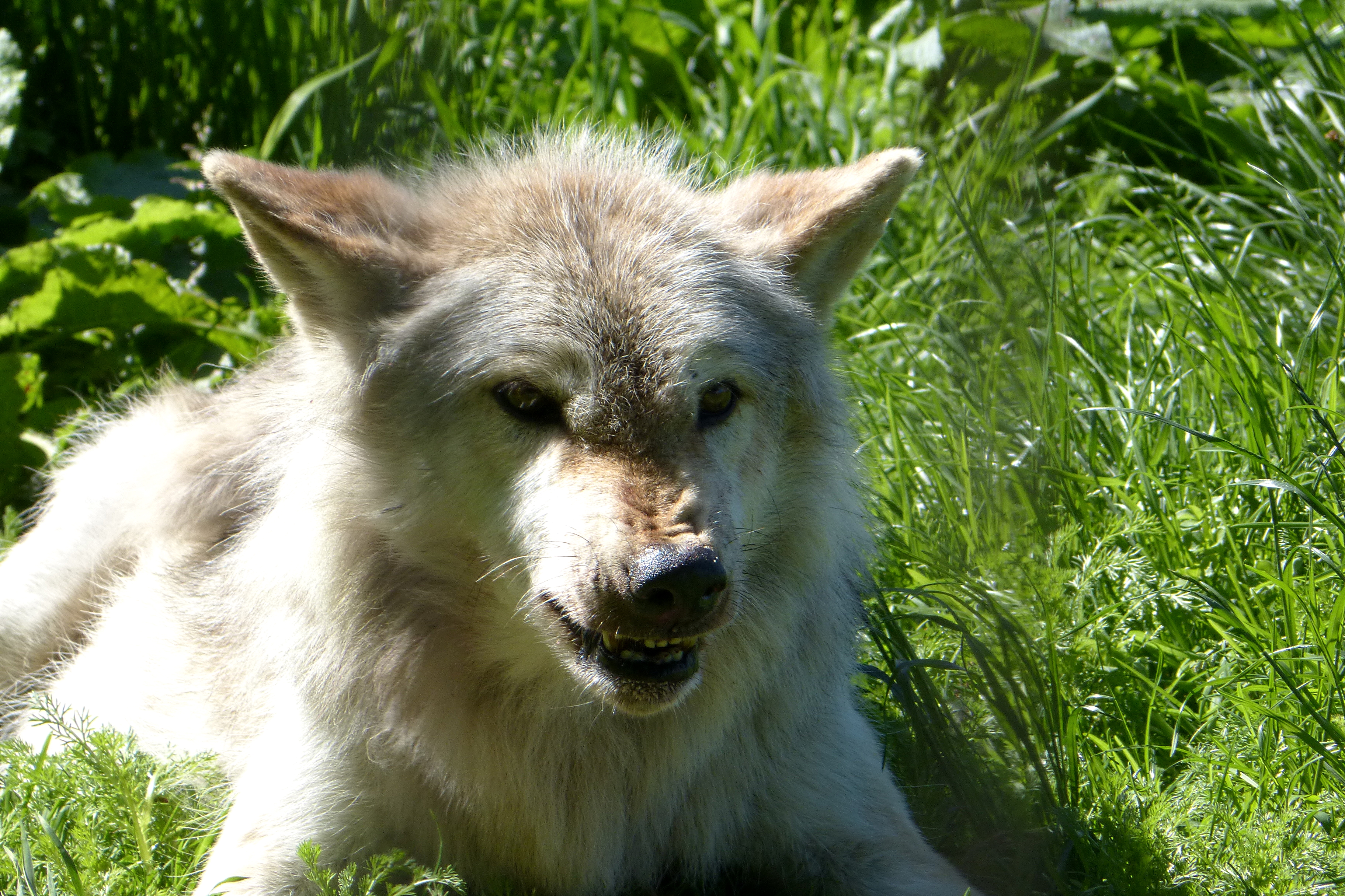 North American gray wolf